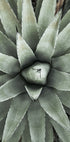 a close up of a green plant with leaves