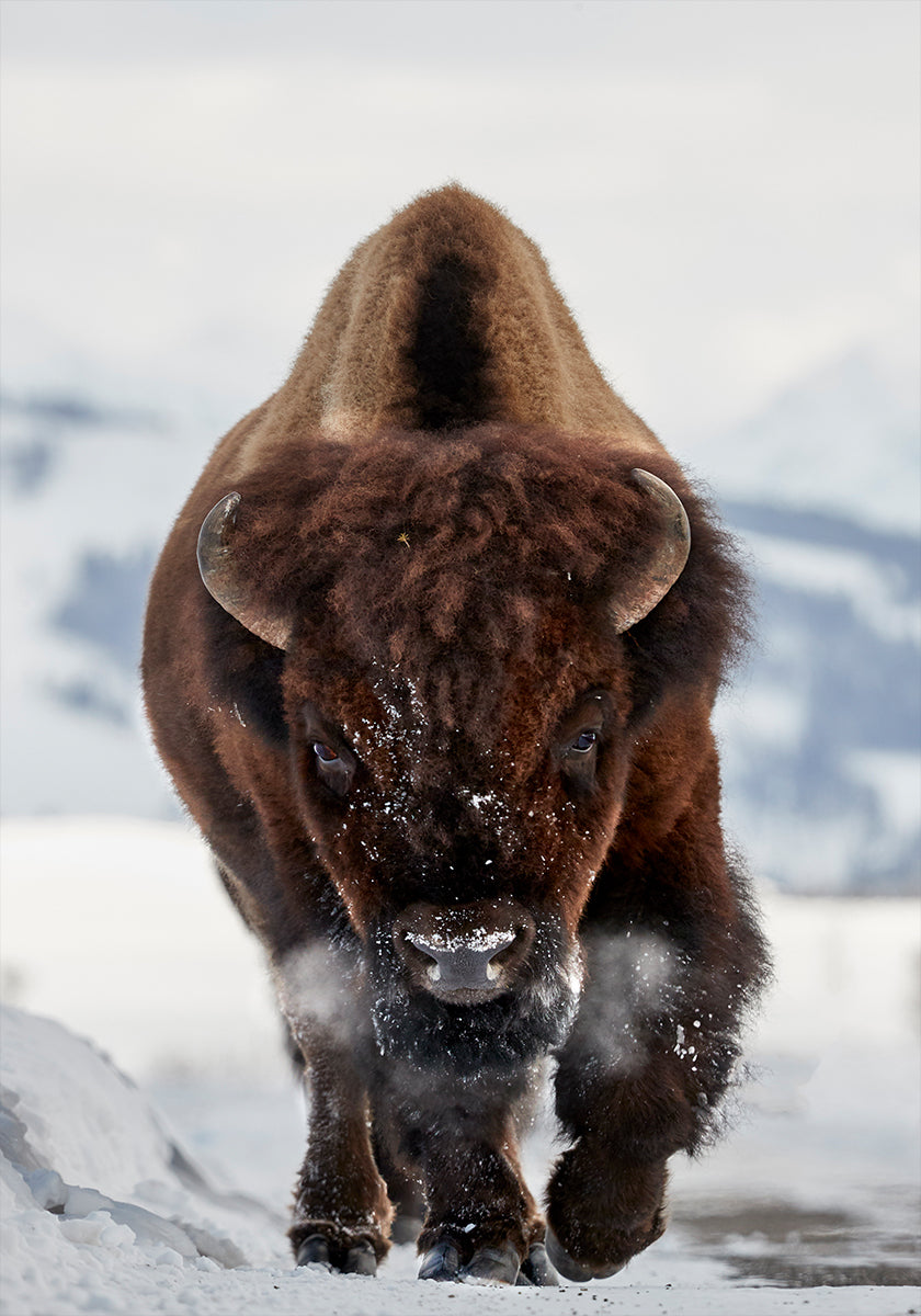 Bison Incoming  Poster
