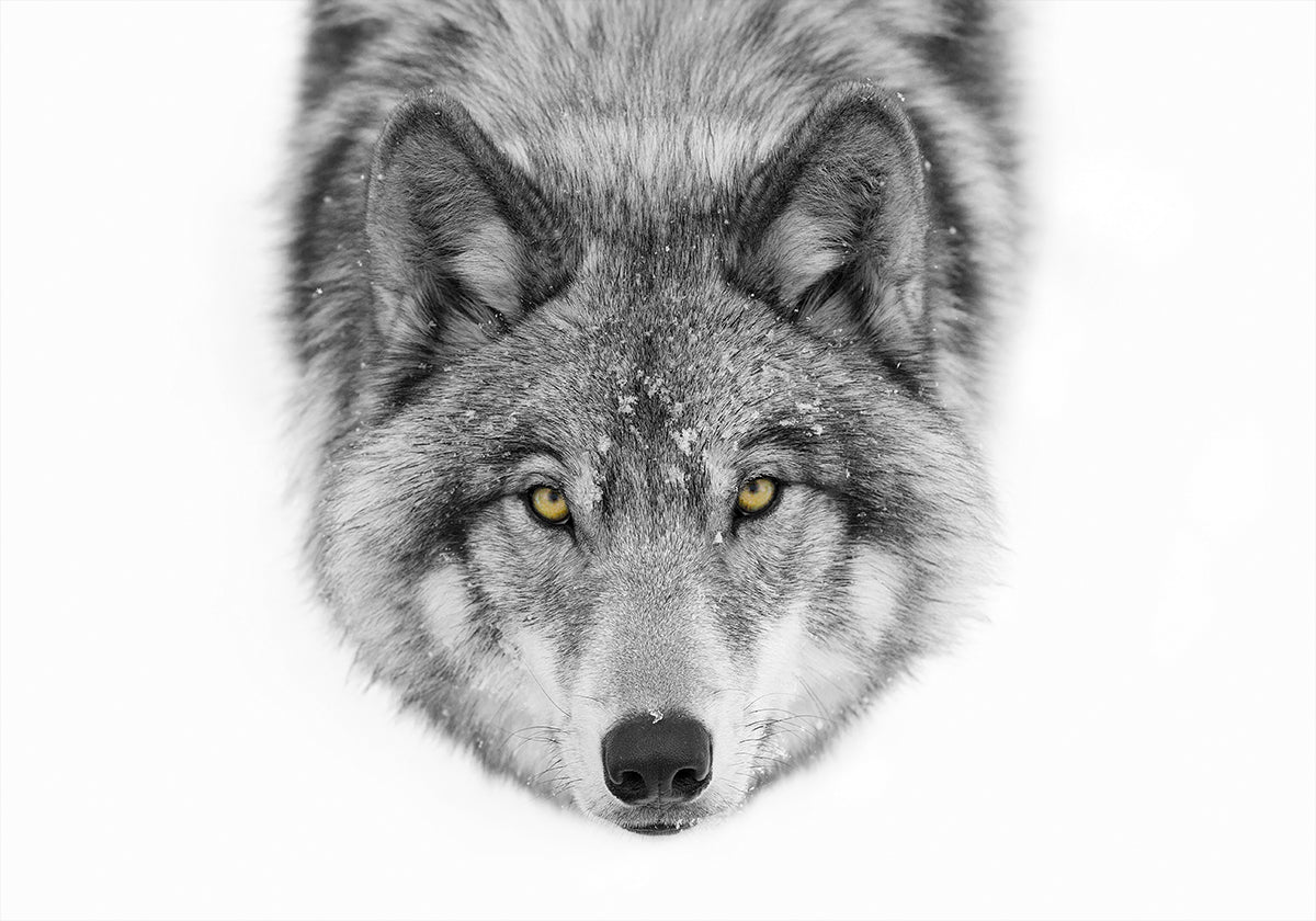 Yellow eyes - Timber Wolf Poster