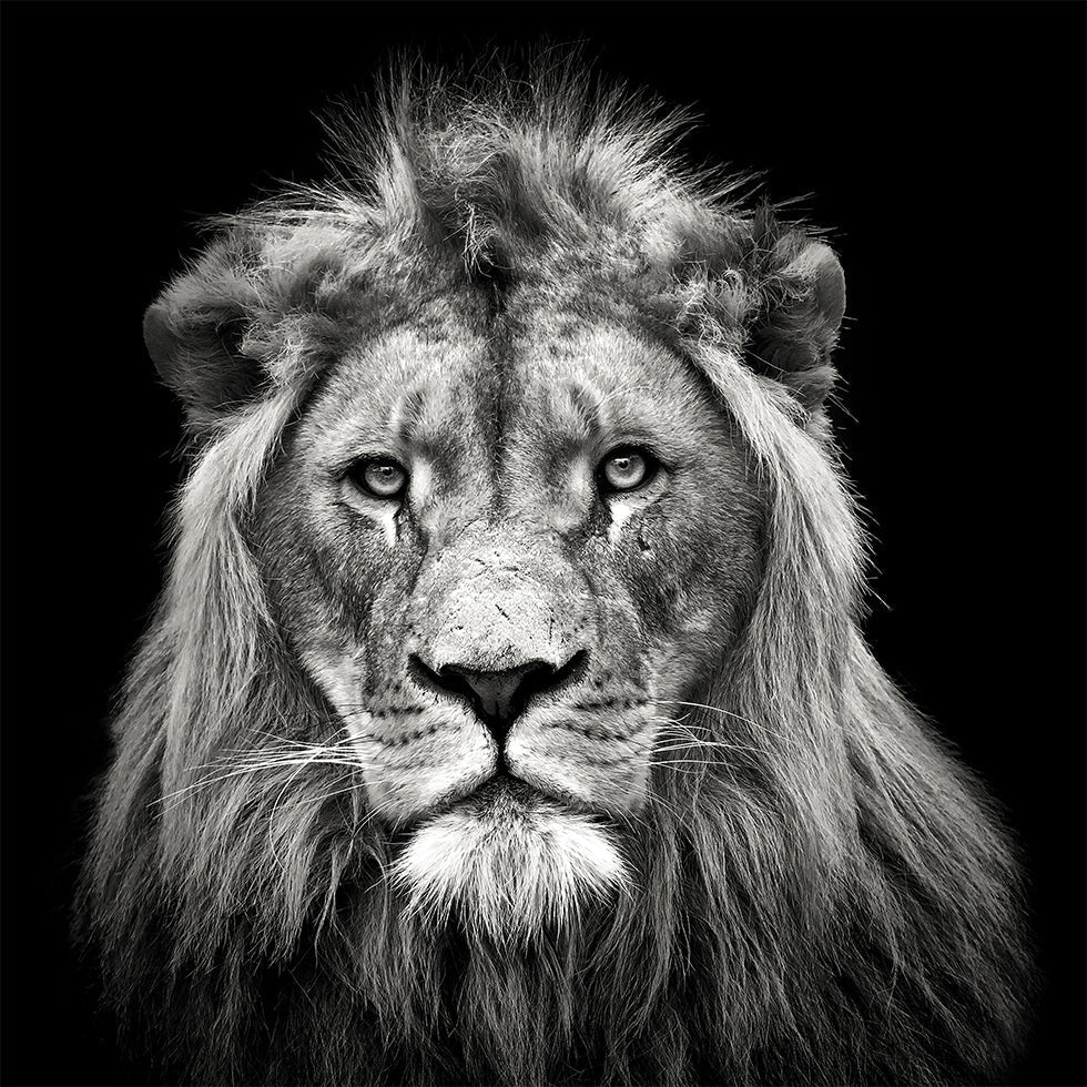 Young Male Lion Poster