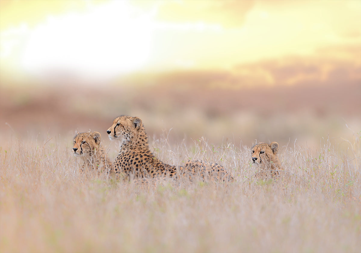 Cheetah Family Poster