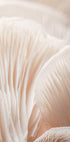 Mushroom Macro Plakat - Posterbox.no