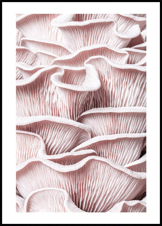 Pink Oyster Mushroom Macro Plakat - Posterbox.no