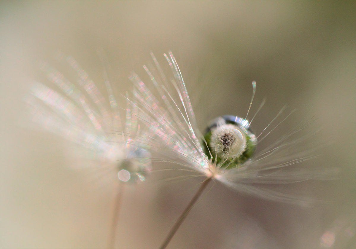 Star of dandelion