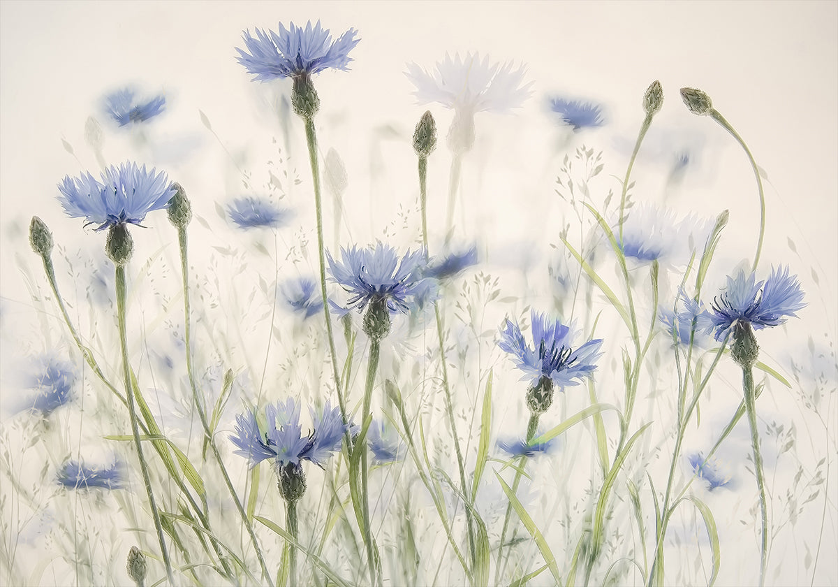 Cornflowers  Poster