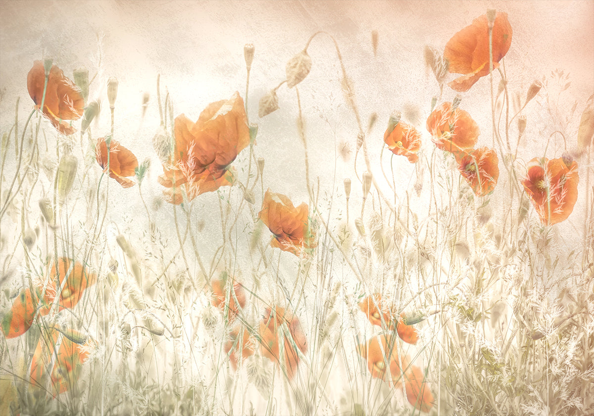 Poppies in the field Poster