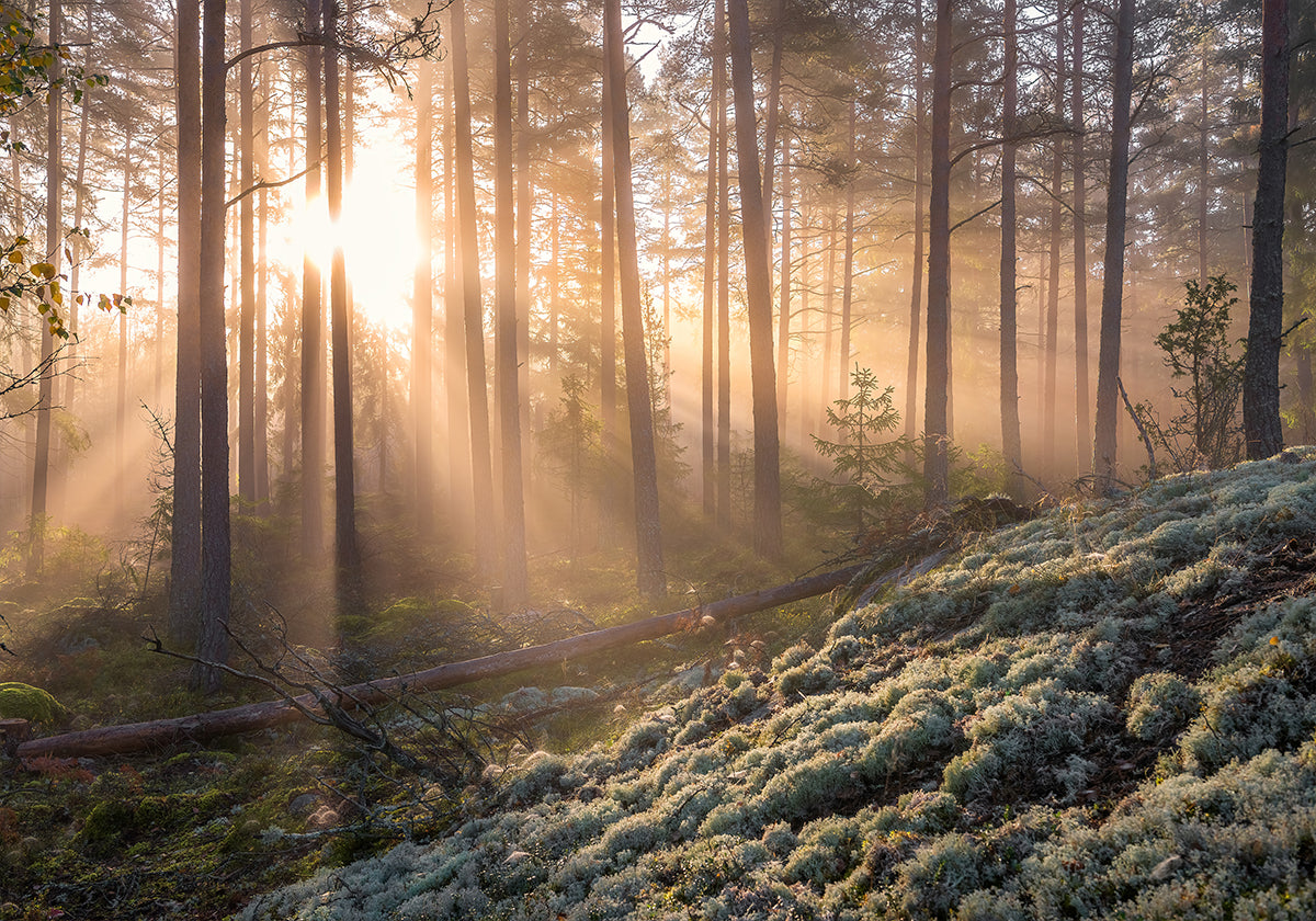 Fog in the forest with white moss in the forground Poster