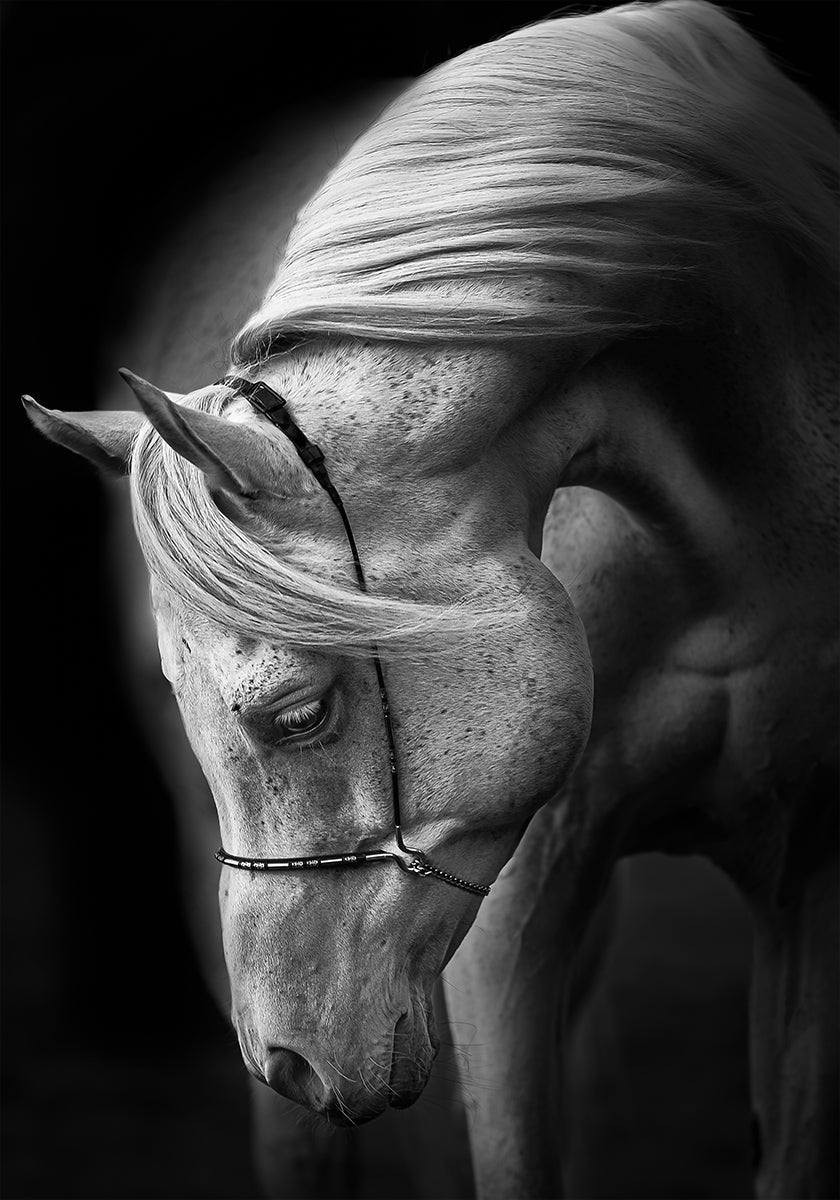 white stallion Poster