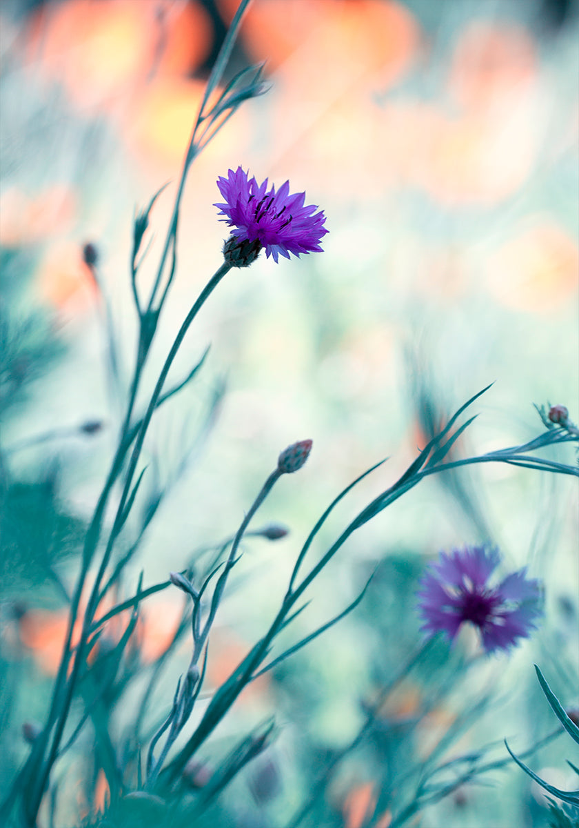 Colors game 2 Poster