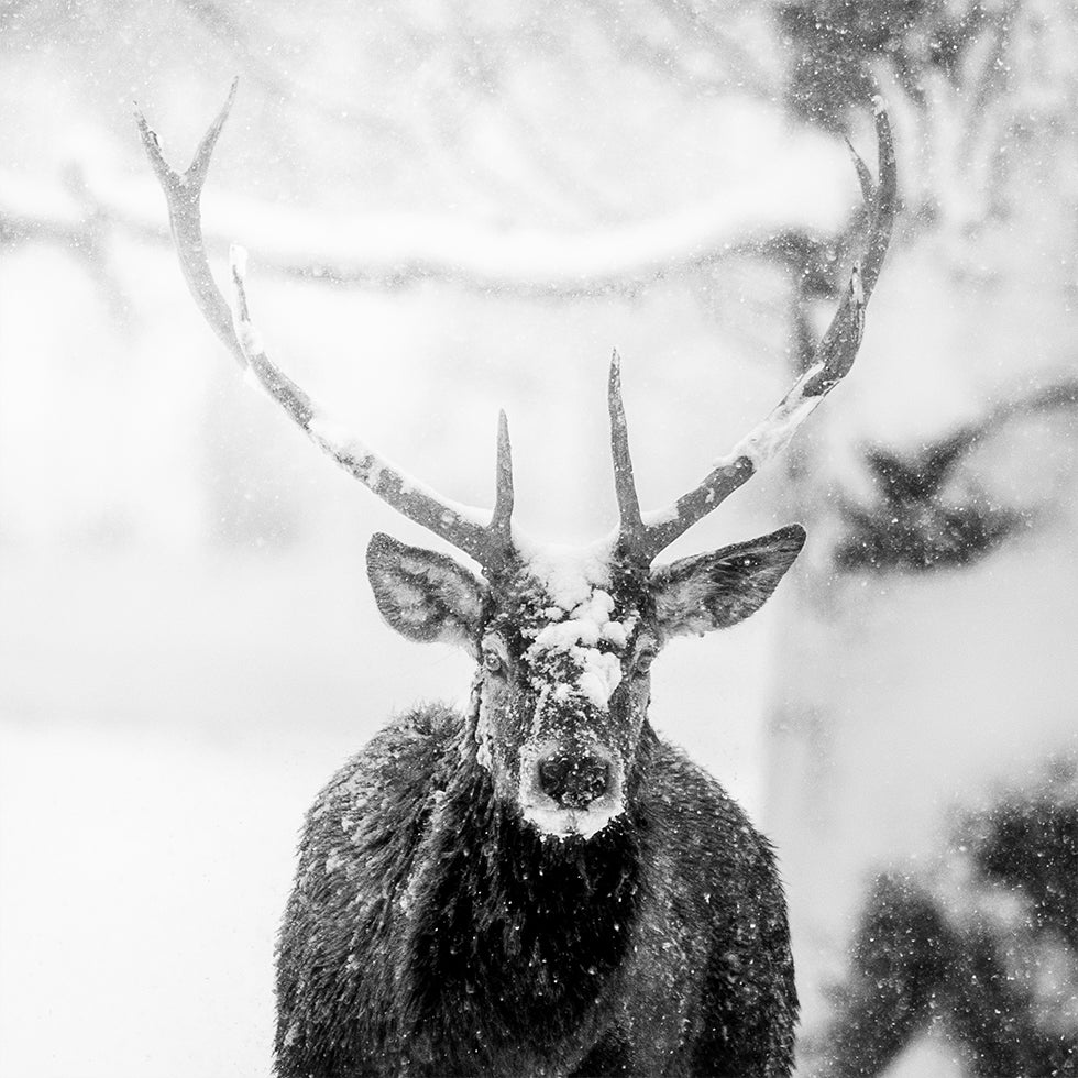 Male deer in heavy snow Poster