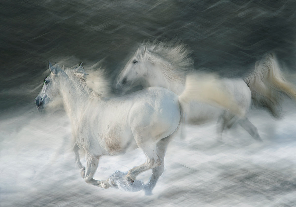 gallop in a duel Poster