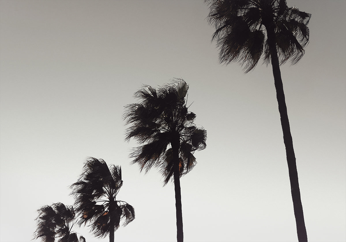 Palm_004