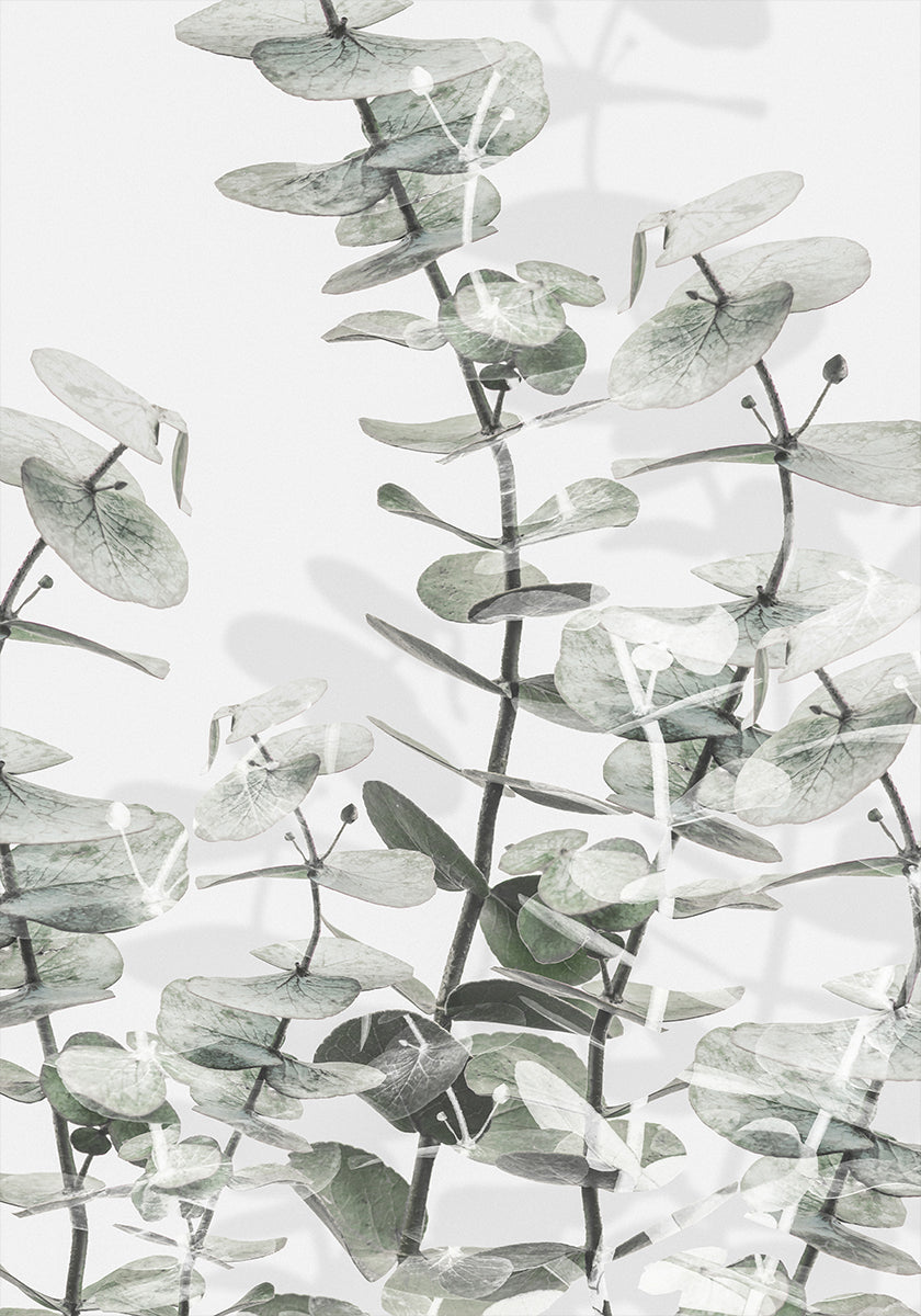 Eucalyptus No.1 Poster