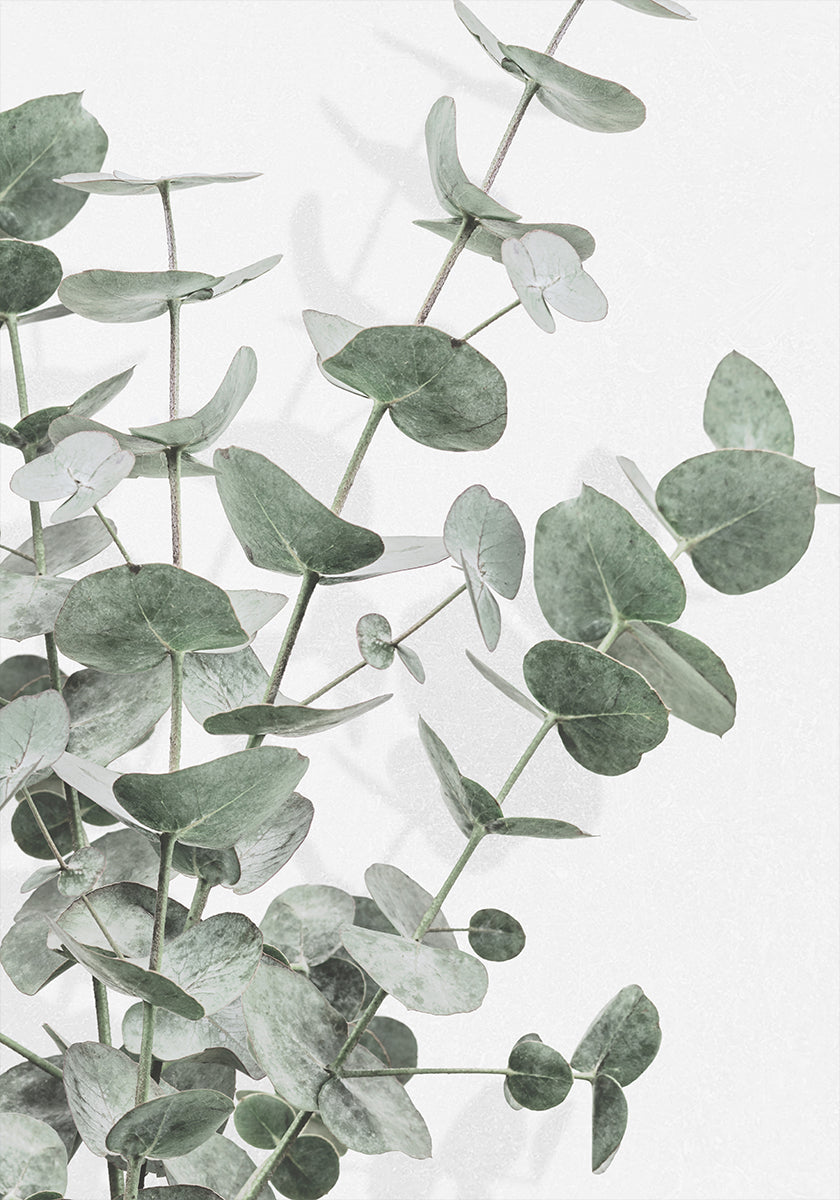 Eucalyptus_003  Poster