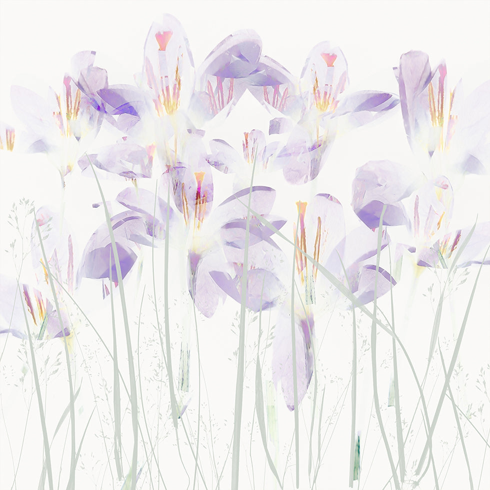Crocuses in the grass Poster