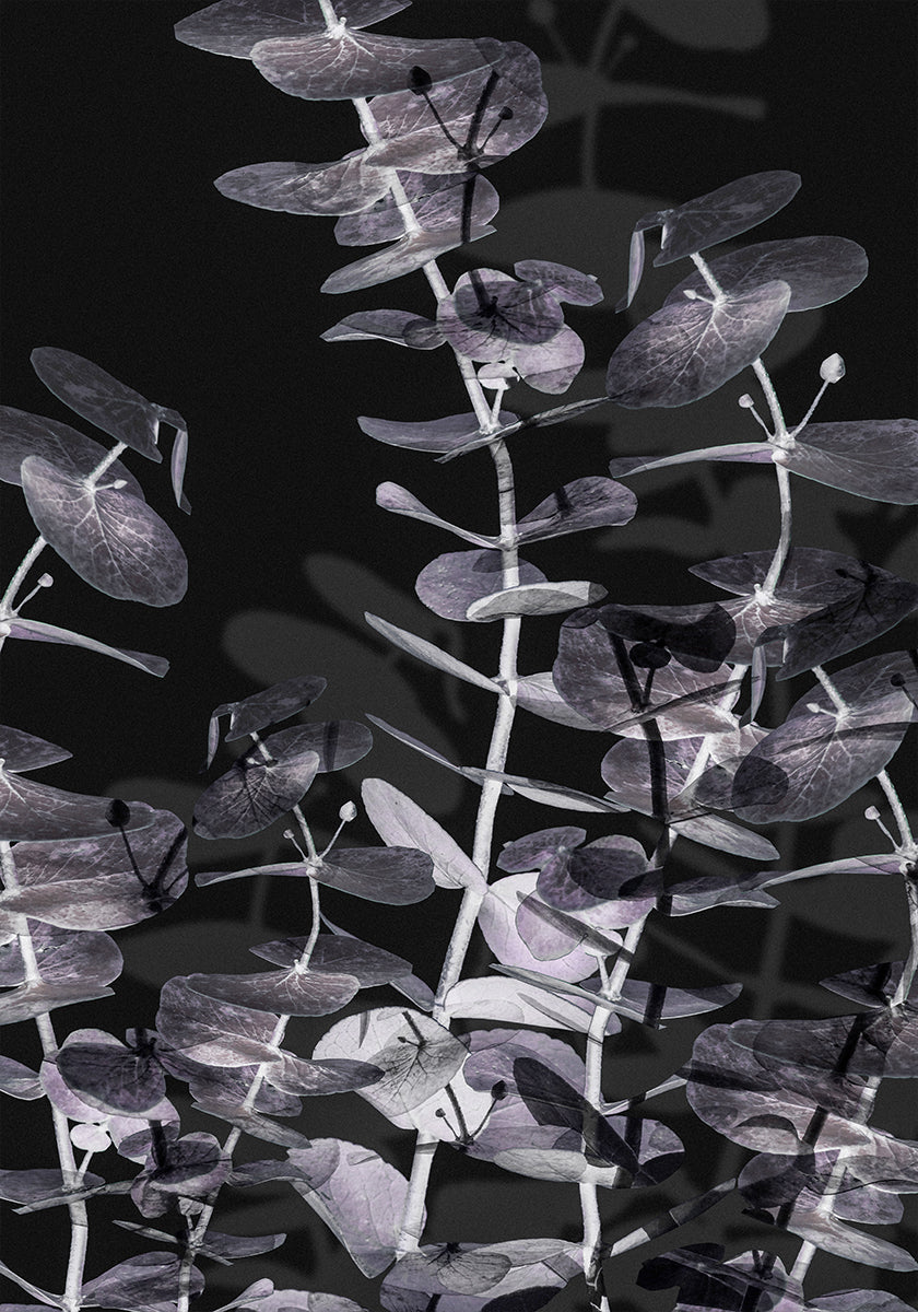 Eucalyptus Negative No.2 Poster