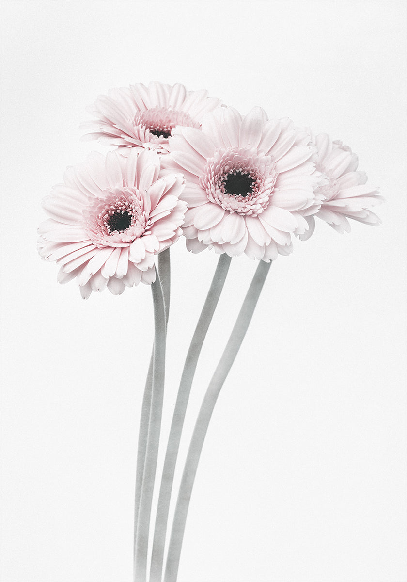 Pink Flowers  Poster