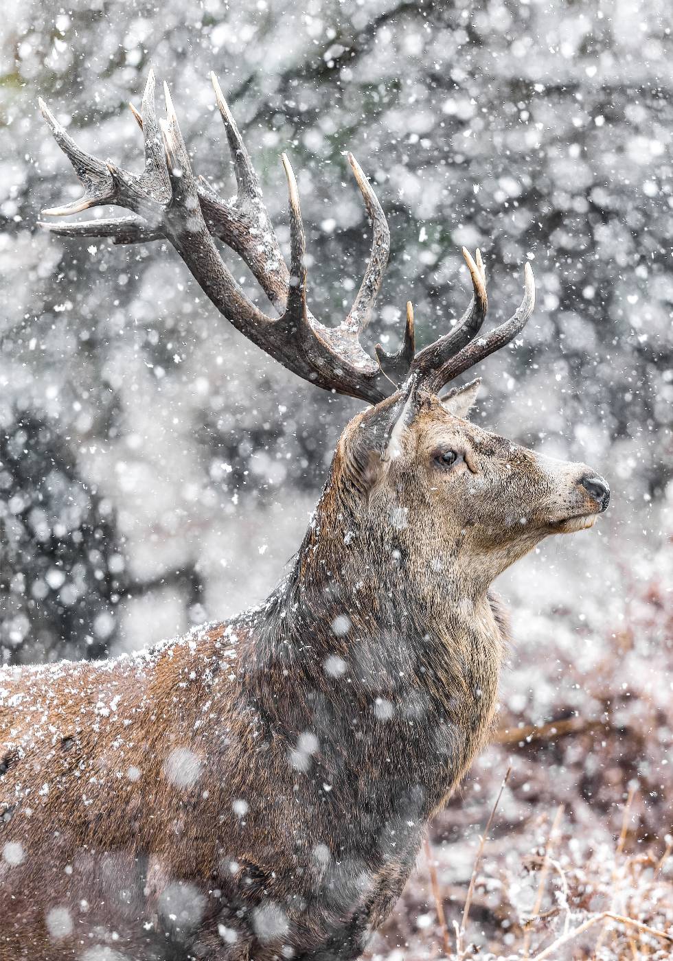 Red Stag During Snowfall Poster
