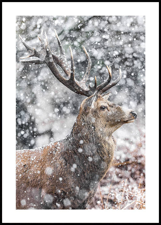 Red Stag During Snowfall Poster