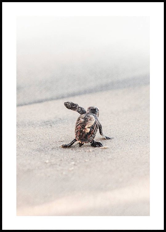 Newborn Sea Turtle Journey Poster