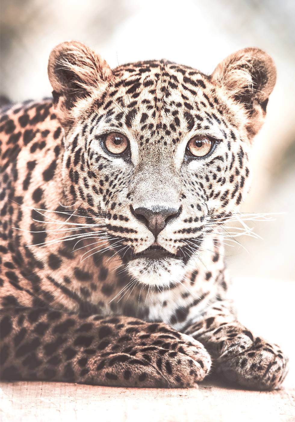 Wild Leopard Poster