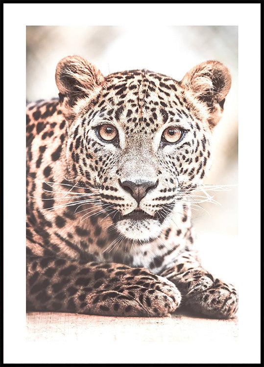 Wild Leopard Poster