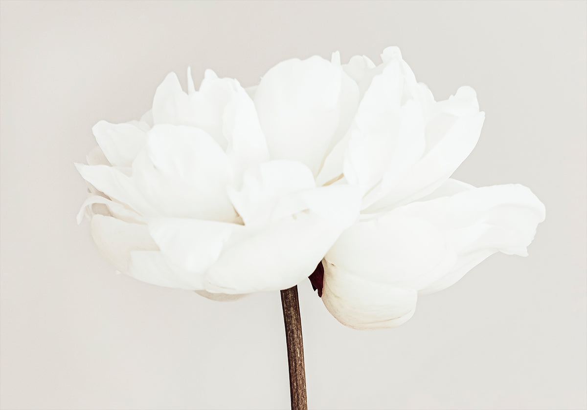 Peony No.11 Poster