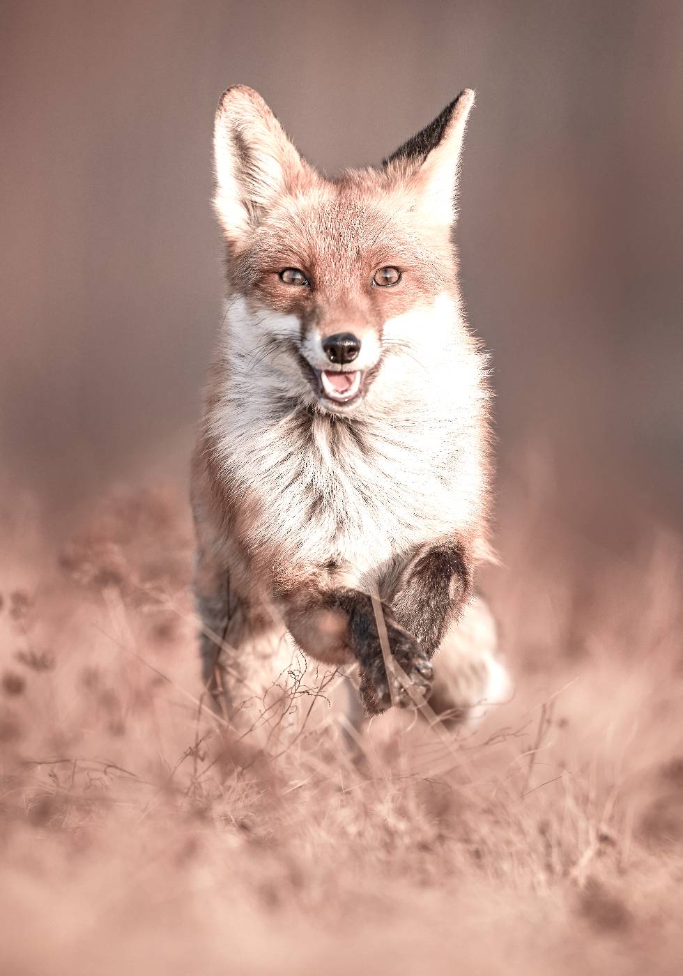Joyful Fox Poster