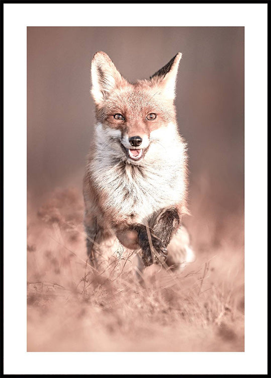 Joyful Fox Poster
