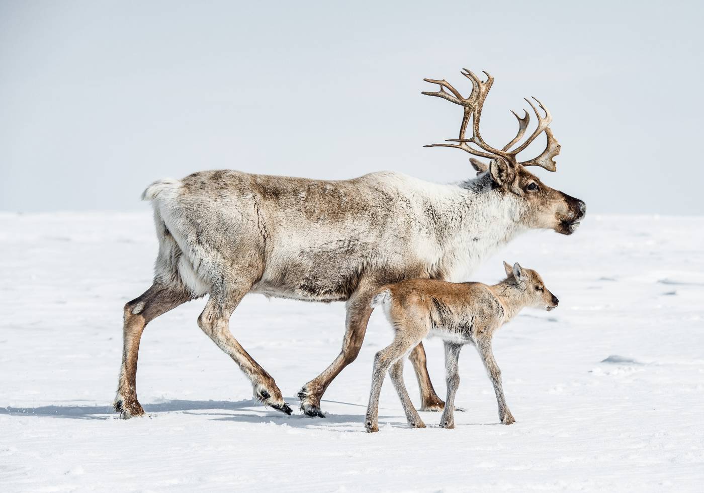 Reindeer and Calf Poster