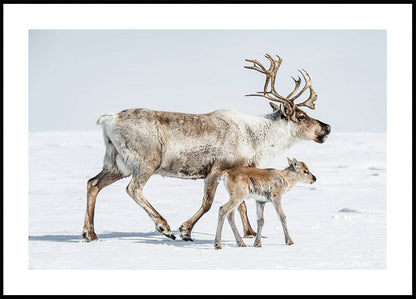 Reindeer and Calf Poster