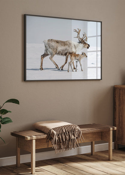 Reindeer and Calf Poster