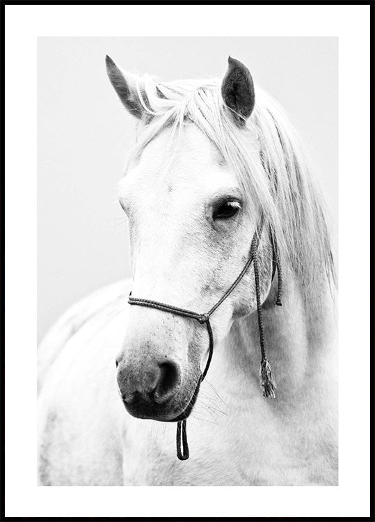 Elegant White Stallion Poster