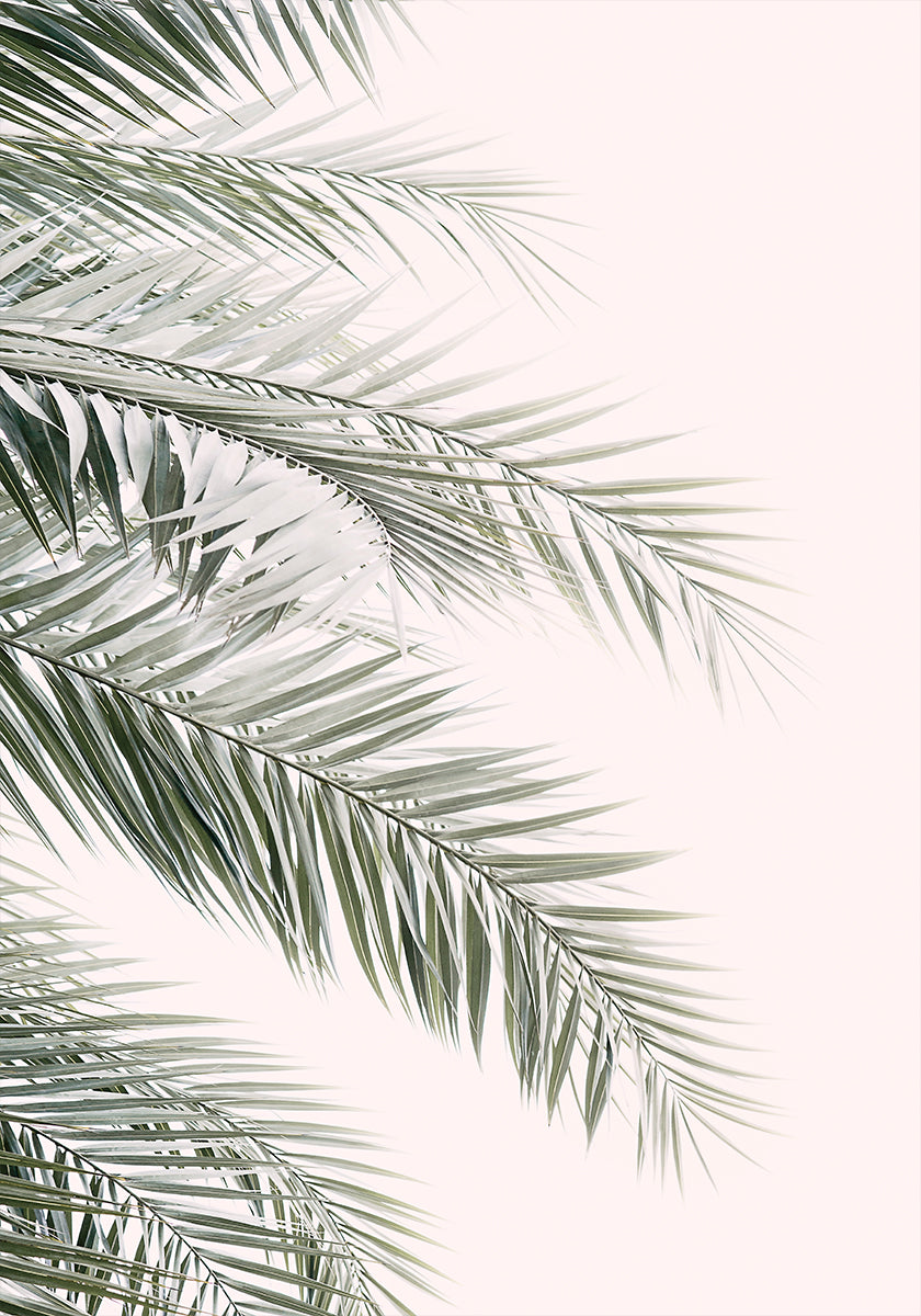 Blush Palm Leaves Poster