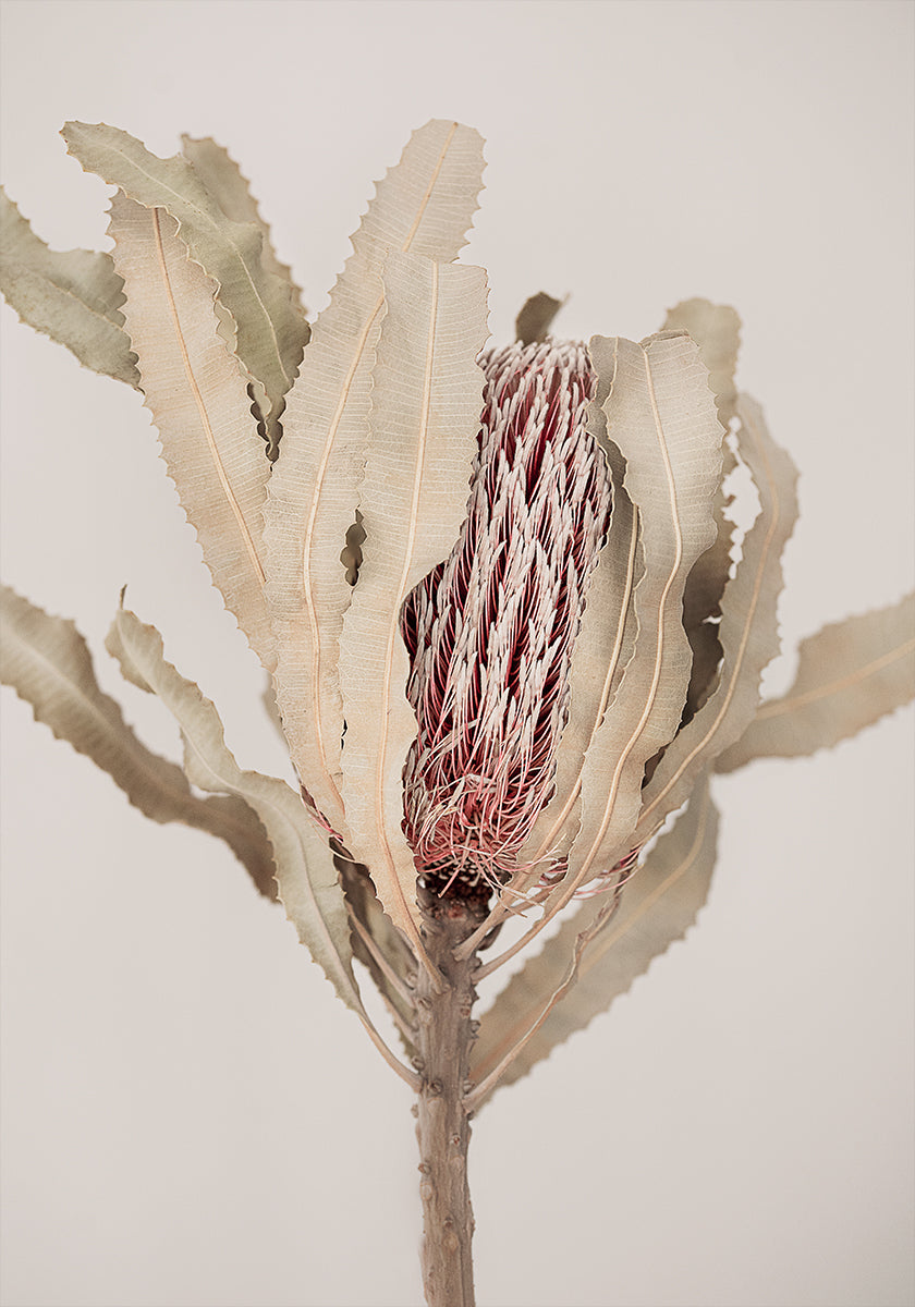 Banksia Poster