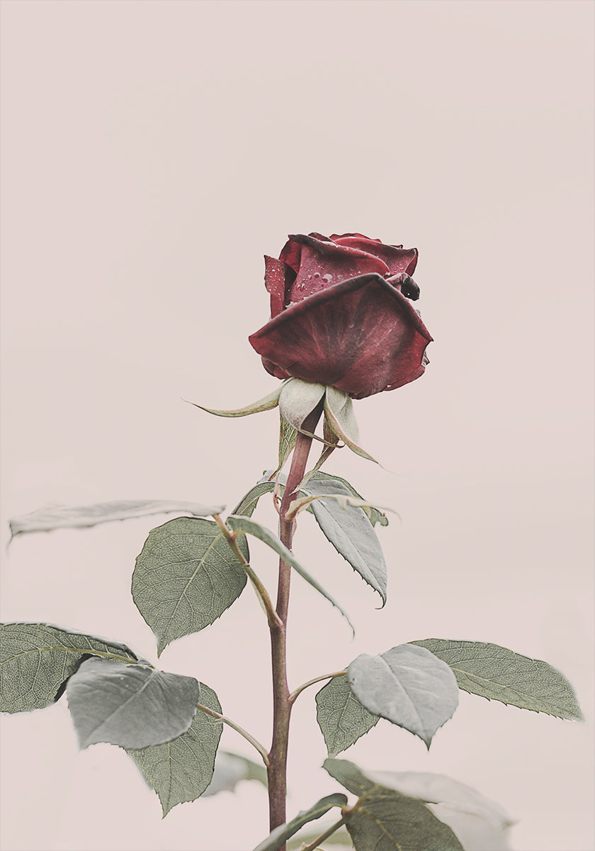 Rose Poster