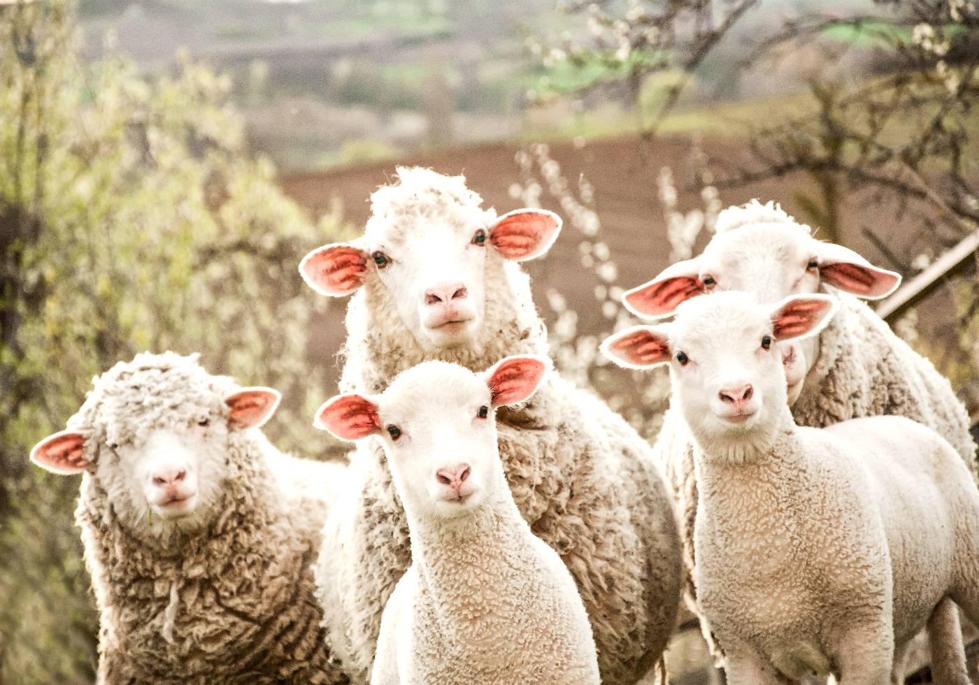 Flock of Sheep Poster