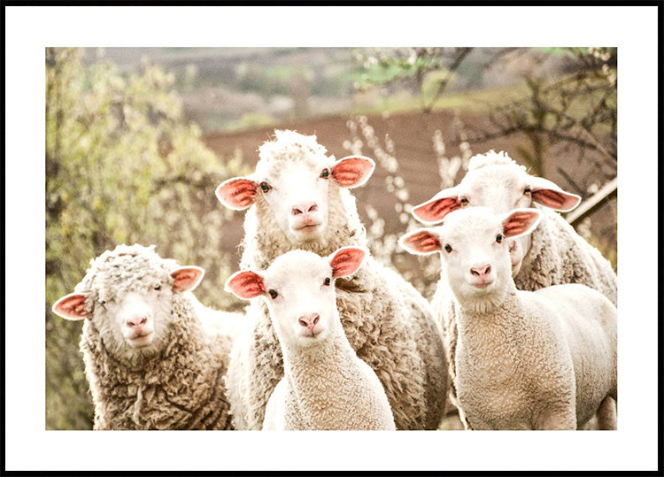 Flock of Sheep Poster