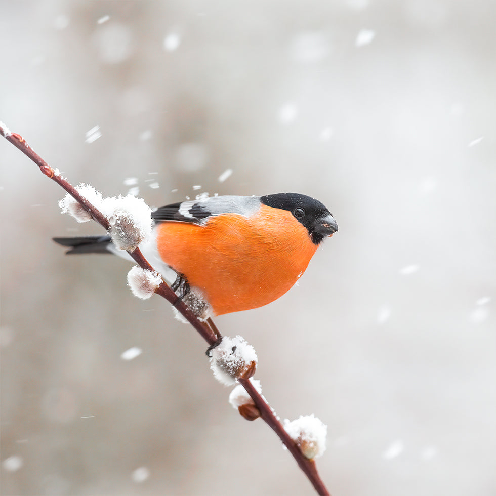 Bullfinch in a snowstorm Poster