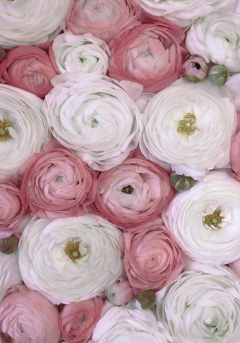 Scattered ranunculus in muted pink II Poster