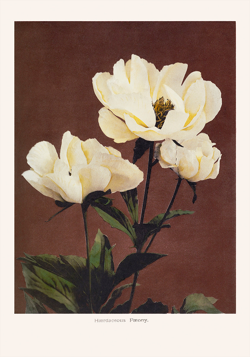 Hærdaceous Peony Poster