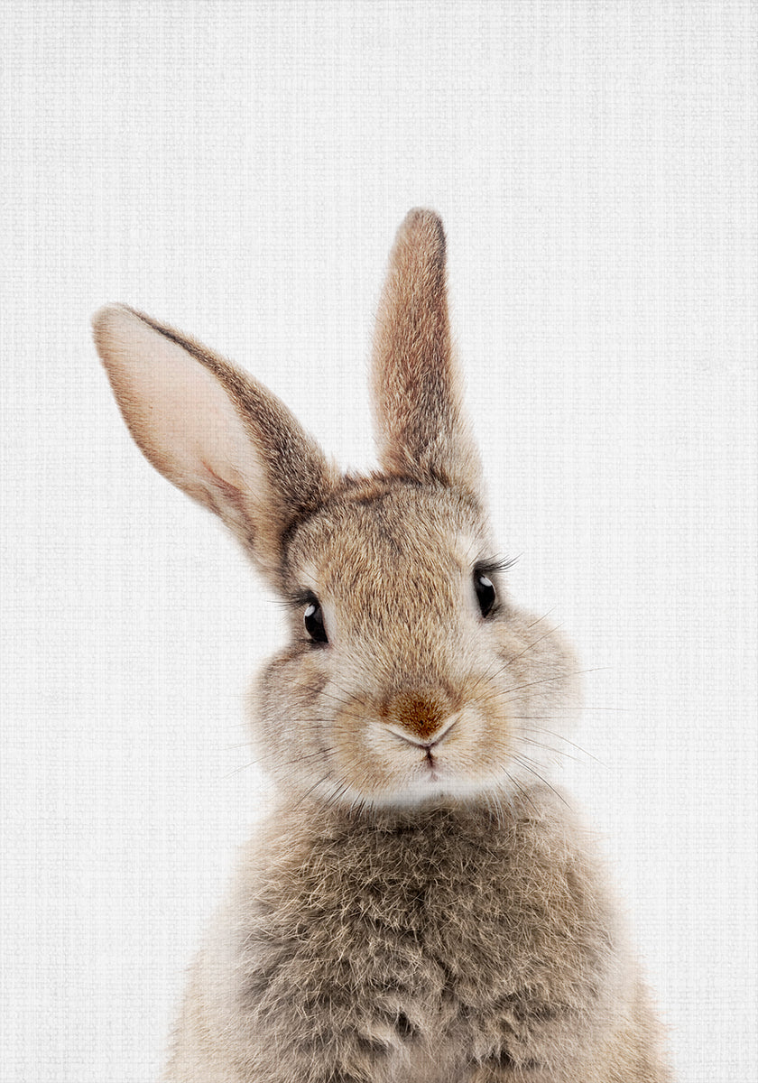 Peekaboo Bunny  Poster