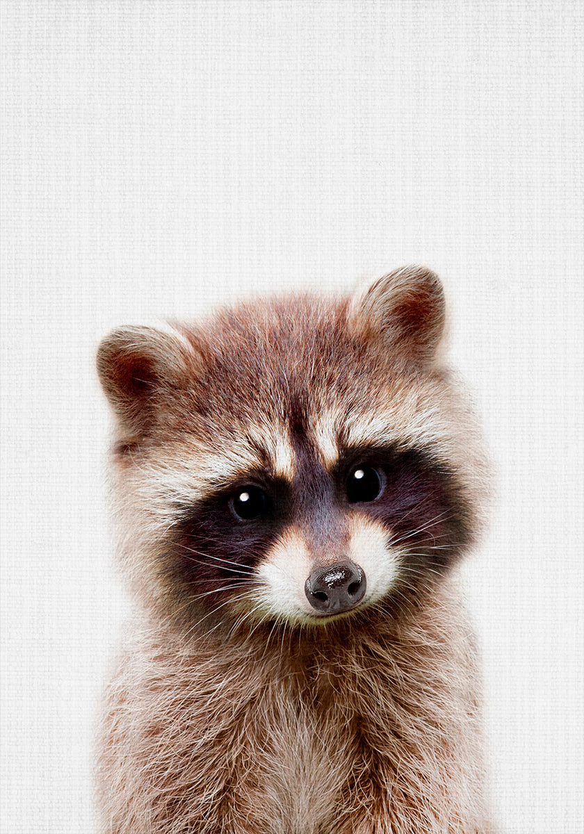 Peekaboo Raccoon Poster