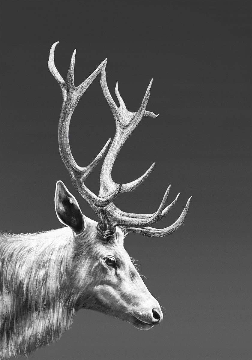 Reindeer  Poster