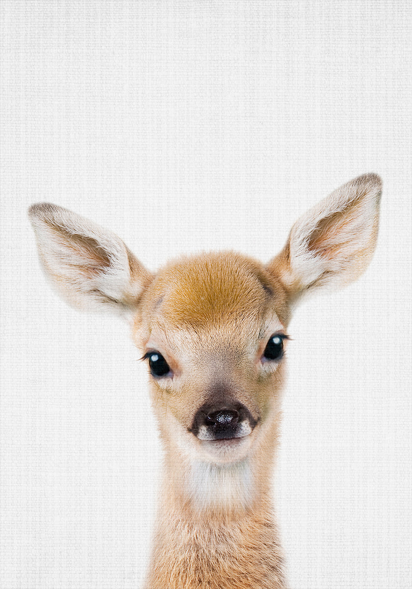 Peekaboo Baby Deer Poster