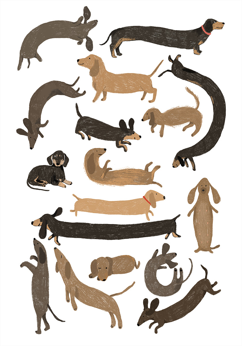 Dachshund Print Poster