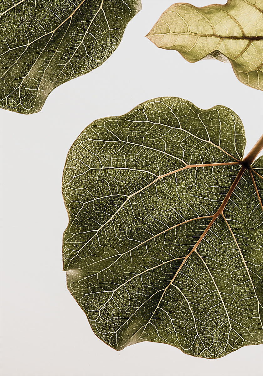 Leaf Vein Tapestry Poster