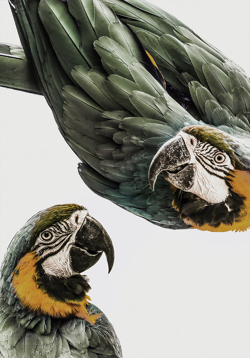 Vibrant Parrot Duo