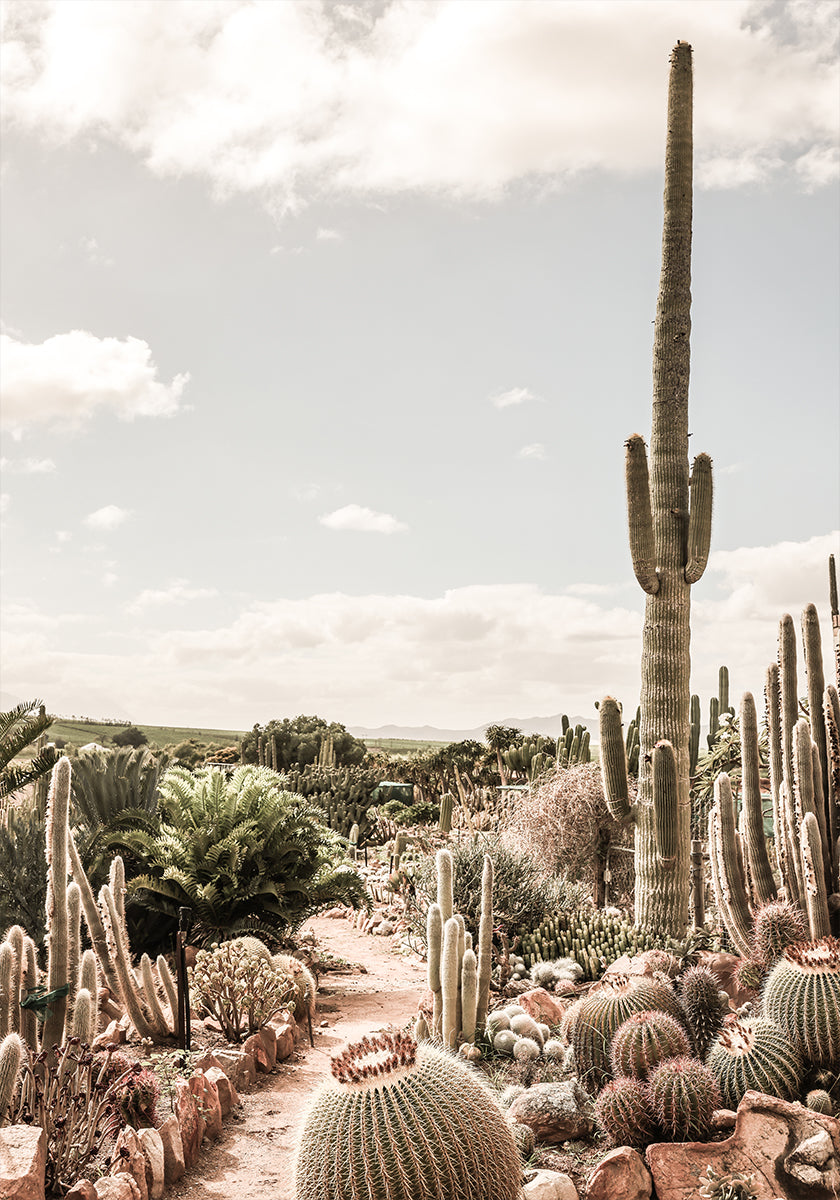 Cactus Farm Poster