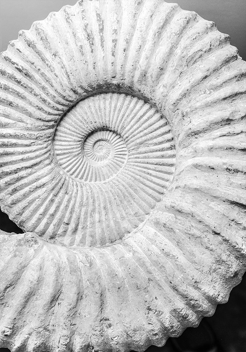 Ancient Spiral Dreams